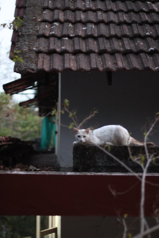 The guest house cat, which we didn't manage to befriend.